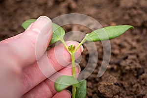 Pinching or snipping out a part of the new plants growth encourages plants to produce more branches, therefore more flowers.