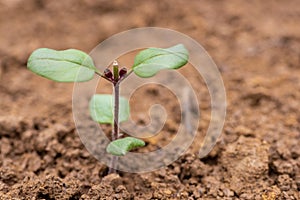 Pinching or snipping out a part of the new plants growth encourages plants to produce more branches, therefore more flowers.