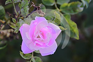 Pinck roses on the garden. back light.