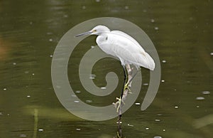 Snowy Egret birding on Pinckney Island National Wildlife Refuge, South Carolina photo