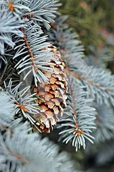 Pincone hanging on the fir tree branch