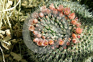 Pincushion Cactus in Arizona in Bloom