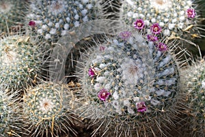Pincushion Cactus in Bloom
