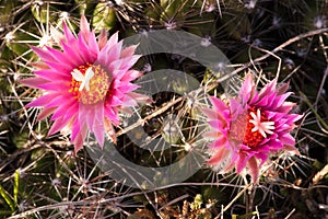 Pincushion cactus in the early morning at Big Stone NWR