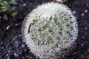Pincushion Cactus mammillaria crinita cactus
