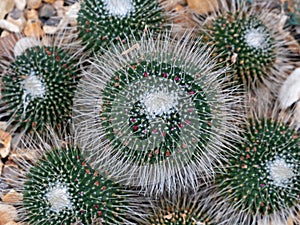 A Pincushion Cactus and Plantlets