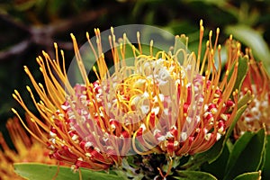 Pincushion flower