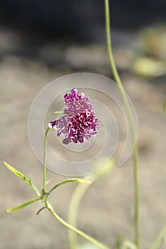 Pincushion flower Beaujolais Bonnets