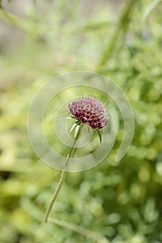 Pincushion flower Beaujolais Bonnets