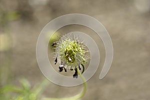 Pincushion flower Beaujolais Bonnets seed head