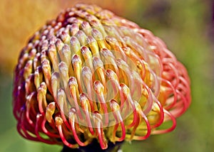 Pincushion flower, Protea, Leucospermum
