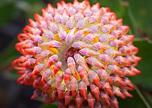 Pincushion flower, Protea, Leucospermum