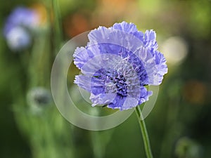 Beautiful blue pincushion flower, closeup photo