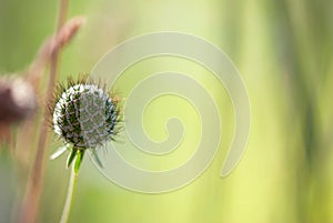 Pincushion Flower Seedhead