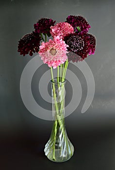 Salmon Queen Black Pompom Black Knight pincushion flower bouquet black background glass vase