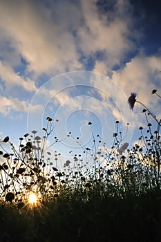 Pincushion flowers and setting sun
