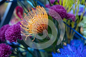 A Pincushion Leucospermum cordifolium flower and purple dahlias in an exotic bouquet with wooden elements. Modern up-to
