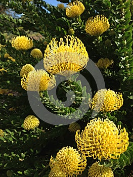 Pincushion Protea