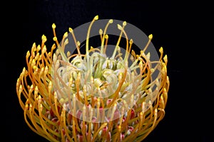 A Pincushion protea