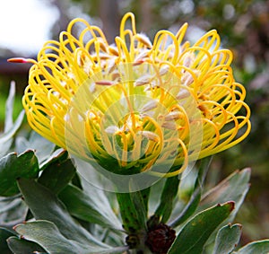 PIncushion protea