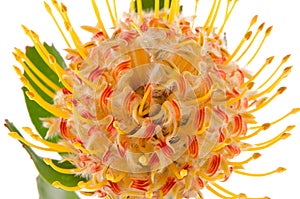 Pincushion Protea