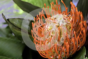 Pincushion protea