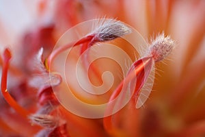 Pincushion Protea