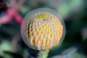 Pincushion Protea Bud photo