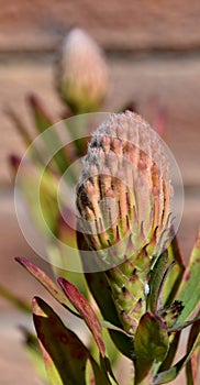 Pincushion protea bud photo