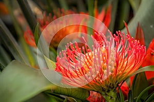 Pincushion protea closeup