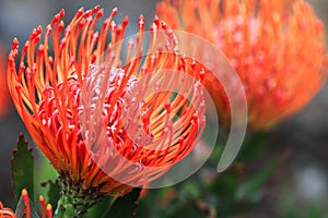 Pincushion protea closeup