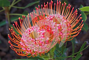 Pincushion Protea Flower