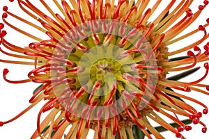 Pincushion Protea Flower