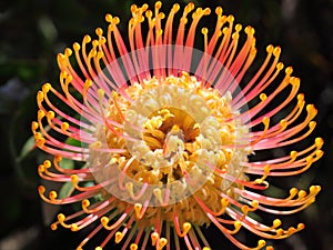 Pincushion Protea flower-head orange bloom