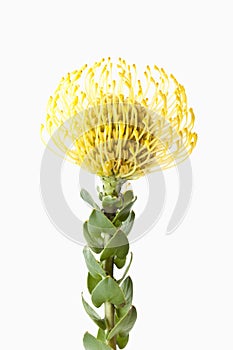 Pincushion Protea flower (Leucospermum cordifolium), close-up