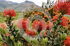 Pincushion protea photo
