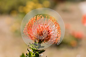 Pincushion Protea Leucospermum cordifolium aka Flame Giant.