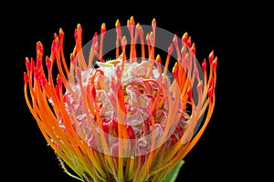 Pincushion protea (Leucospermum) flower