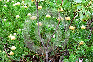 Pincushion Protea - Leucospermum, Kirstenbosch Botanical Garden nr Cape Town, South Africa