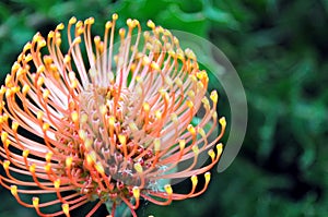 Pincushion Protea, Leucospermum from South Africa