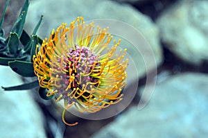 Pincushion Protea, Leucospermum from South Africa