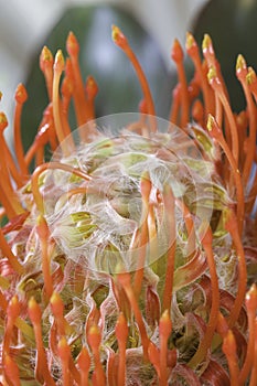 Pincushion protea macro