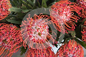 Pincushion Proteas orange, Leucospermum cordifolium, South Africa