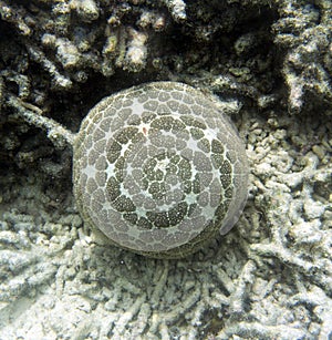 Pincushion starfish or Culcita novaeguineae in the sea of Togian islands