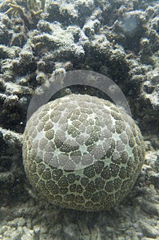 Pincushion starfish or Culcita novaeguineae in the sea of Togian islands