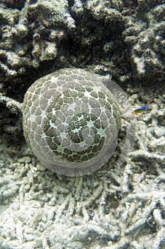 Pincushion starfish or Culcita novaeguineae in the sea of Togian islands