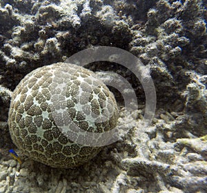 Pincushion starfish or Culcita novaeguineae in the sea of Togian islands