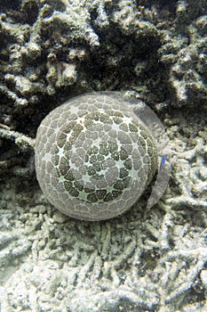 Pincushion starfish or Culcita novaeguineae in the sea of Togian islands