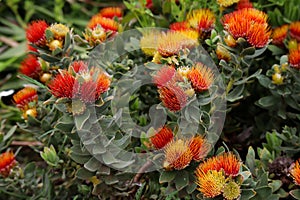 Pincushions flowers Kirstenbosch Botanical Gardens Cape Town South Africa