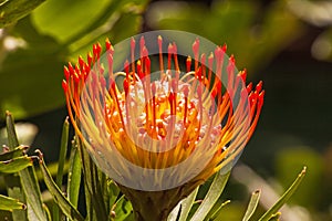 Pincusion Leucospermum cordifolium